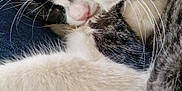 Mia participe au concours pour gagner de l'argent avec cette photo : cat, cats, sleeping, snuggling, fur, whiskers, closeup, pet, animal, cute, cozy, resting, domestic, feline, companion, indoor, friendship, soft, relaxed, cuddle