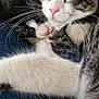 cat, cats, sleeping, snuggling, fur, whiskers, closeup, pet, animal, cute, cozy, resting, domestic, feline, companion, indoor, friendship, soft, relaxed, cuddle