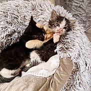 Mia a rejoint le concours — aidez-le/la à gagner de superbes lots ! kitten, cat, pet, animal, furry, cute, bed, blanket, snuggle, playful, fur, whiskers, indoor, cozy, sleeping, resting, adorable, young, small, domestic