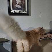 Butterscotch joined the competition — help win amazing prizes! animal, blur, cat, couch, decor, feline, fluffy, framed_picture, furniture, home, indoor, light, orange_cat, pet, poster, shadow, tail, walking, wall