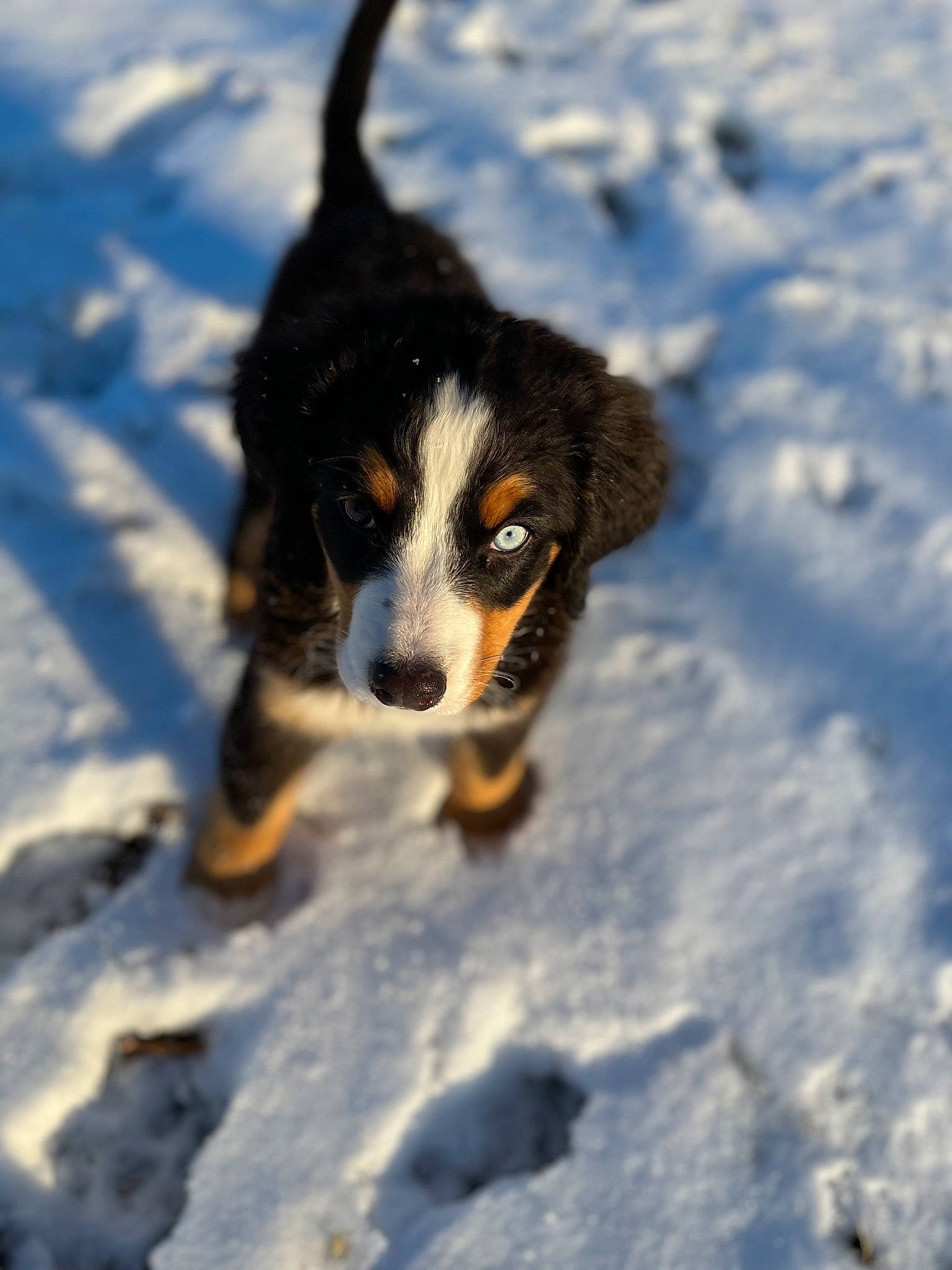 Barkley joined the competition — help win amazing prizes! canidae, carnivore, companion_dog, dog, dog_breed, electric_blue, freezing, fur, herding_dog, paw, snout, snow, sporting_group, whiskers, winter, working_dog