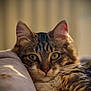cat, tabby, close_up, fur, whiskers, ears, eyes, pet, animal, cute, feline, indoor, resting, portrait, soft_light, cozy, relaxed, muzzle, sleepy, domestic_cat