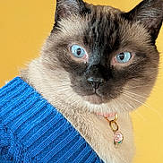 Baby is registered to the contest to win money with this photo: cat, siamese, blue_eyes, sweater, knitted, blue, yellow_background, pet, animal, close_up, portrait, collar, charm, flower_charm, fur, whiskers, ears, cute, cozy, indoor