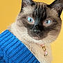 cat, siamese, blue_eyes, sweater, knitted, blue, yellow_background, pet, animal, close_up, portrait, collar, charm, flower_charm, fur, whiskers, ears, cute, cozy, indoor