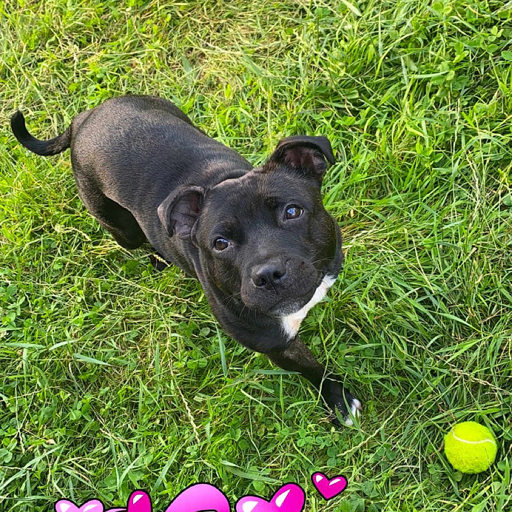 Saya a rejoint le concours — aidez-le/la à gagner de superbes lots ! animal, ball, canine, clothing, dog, field, footwear, grass, grassland, lawn, nature, outdoors, pet, plant, puppy, purple, shoe, sport, tennis, tennisball