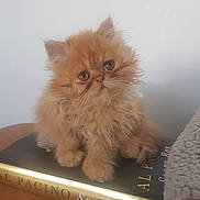 Summer is registered to the contest to win money with this photo: kitten, cat, fluffy, orange, pet, animal, book, reading, cute, small, furry, face, eyes, paws, indoors, cozy, soft, portrait, sitting, adorable