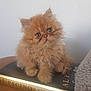 kitten, cat, fluffy, orange, pet, animal, book, reading, cute, small, furry, face, eyes, paws, indoors, cozy, soft, portrait, sitting, adorable