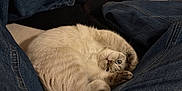 Bella a rejoint le concours — aidez-le/la à gagner de superbes lots ! animal, blue_jeans, cat, cozy, curled_up, cute, face, fur, fur_pattern, indoor, jeans, light, paw, pet, playful, relaxed, resting, shadow, soft, whiskers