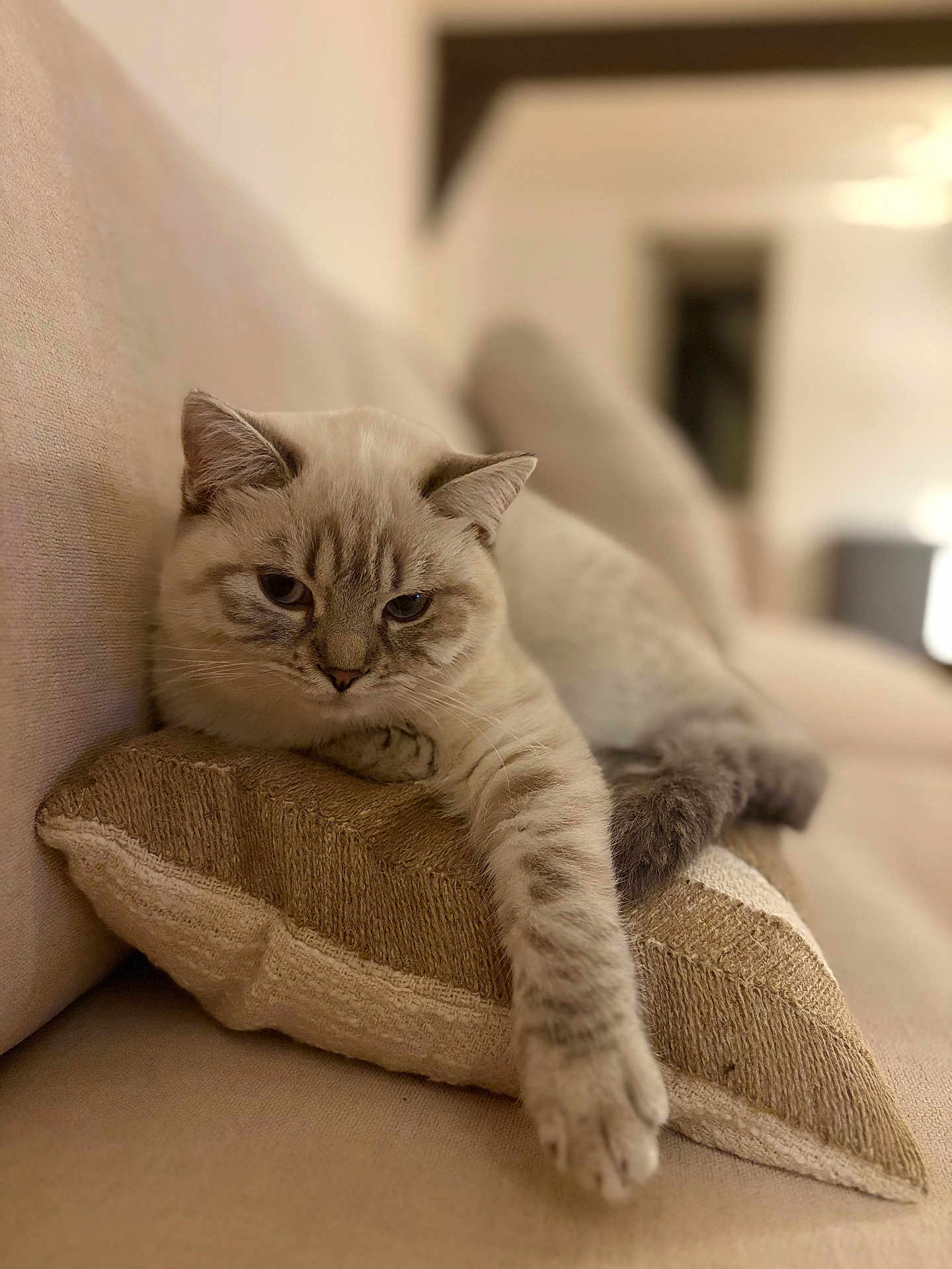 Bella participe au concours pour gagner de l'argent avec cette photo : cat, fluffy, pillow, couch, indoor, relaxed, stretching, beige, feline, pet, animal, cozy, home, fur, whiskers, paw, resting, comfort, soft, closeup