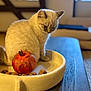 cat, cream_cat, pomegranate, walnuts, tray, wooden_table, indoor, furniture, pet, animal, domestic_cat, still_life, fruit, nut, contemplative, tabletop, closeup, soft_light, houseplant_blur, background_blur