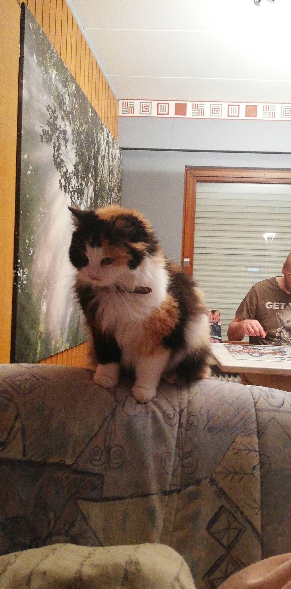 Galaxy participe au concours pour gagner de l'argent avec cette photo : british_longhair, carnivore, cat, domestic_long_haired_cat, fawn, felidae, fur, kitten, maine_coon, mammal, norwegian_forest_cat, persian, ragamuffin, siberian, small_to_medium_sized_cats, whiskers