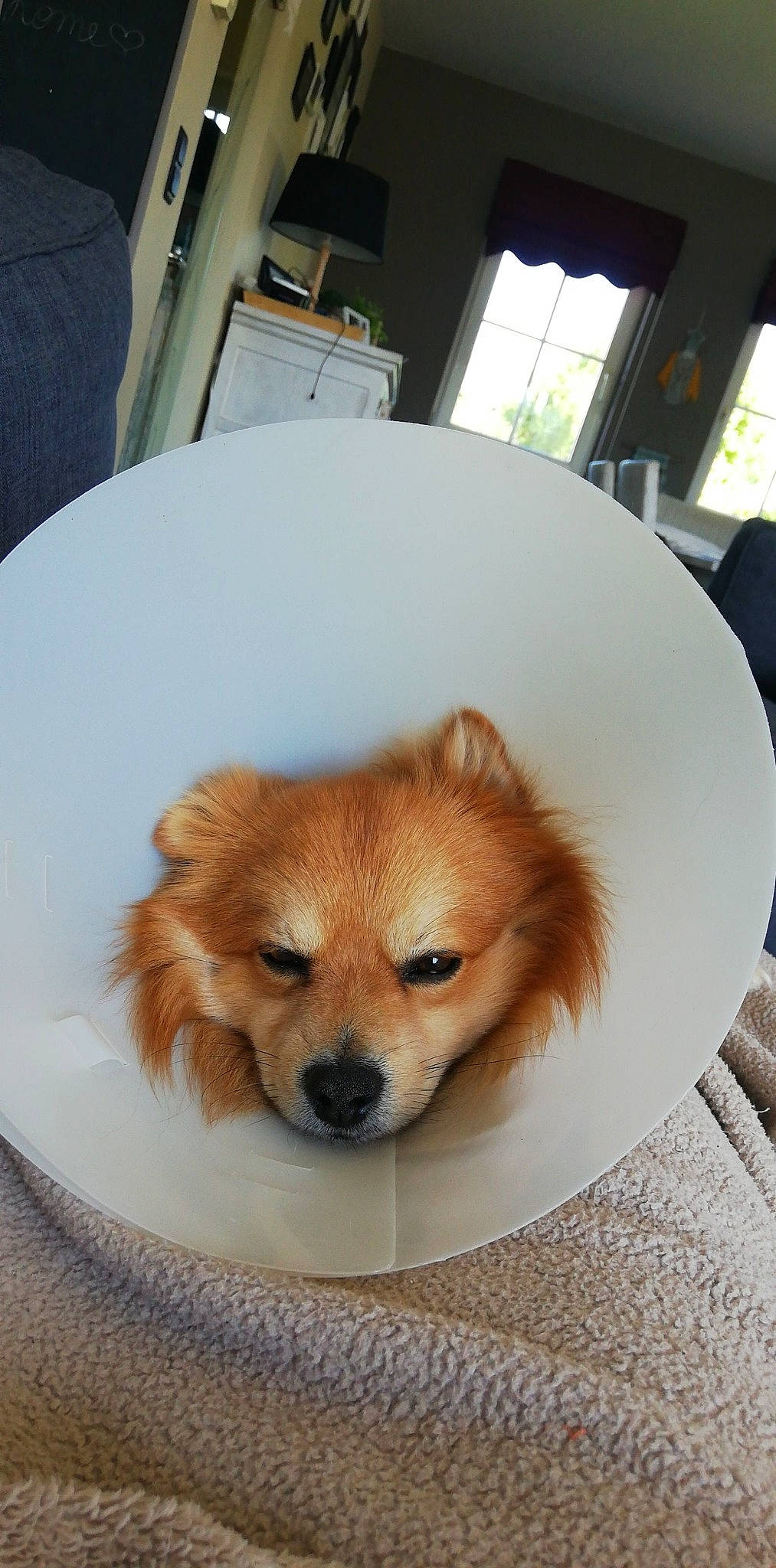 Frodon a rejoint le concours — aidez-le/la à gagner de superbes lots ! canidae, carnivore, companion_dog, dog, dog_breed, fawn, german_spitz, german_spitz_klein, german_spitz_mittel, mammal, non_sporting_group, pomeranian, puppy, snout, spitz, tibetan_spaniel, toy_dog, volpino_italiano