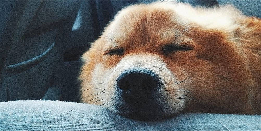 Frodon participe au concours pour gagner de l'argent avec cette photo : akita, akita_inu, ancient_dog_breeds, canidae, carnivore, close_up, companion_dog, dog, dog_breed, mammal, nose, pembroke_welsh_corgi, puppy, puppy_love, rare_breed_dog, shiba_inu, snout, sporting_group, vertebrate, welsh_corgi