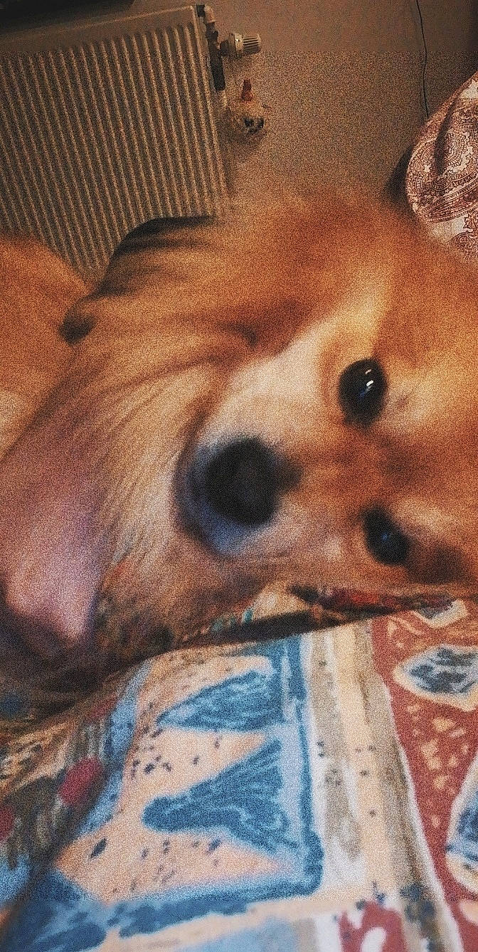 Frodon a rejoint le concours — aidez-le/la à gagner de superbes lots ! canidae, carnivore, companion_dog, dog, dog_breed, fawn, mammal, non_sporting_group, nose, pomeranian, puppy, snout, toy_dog