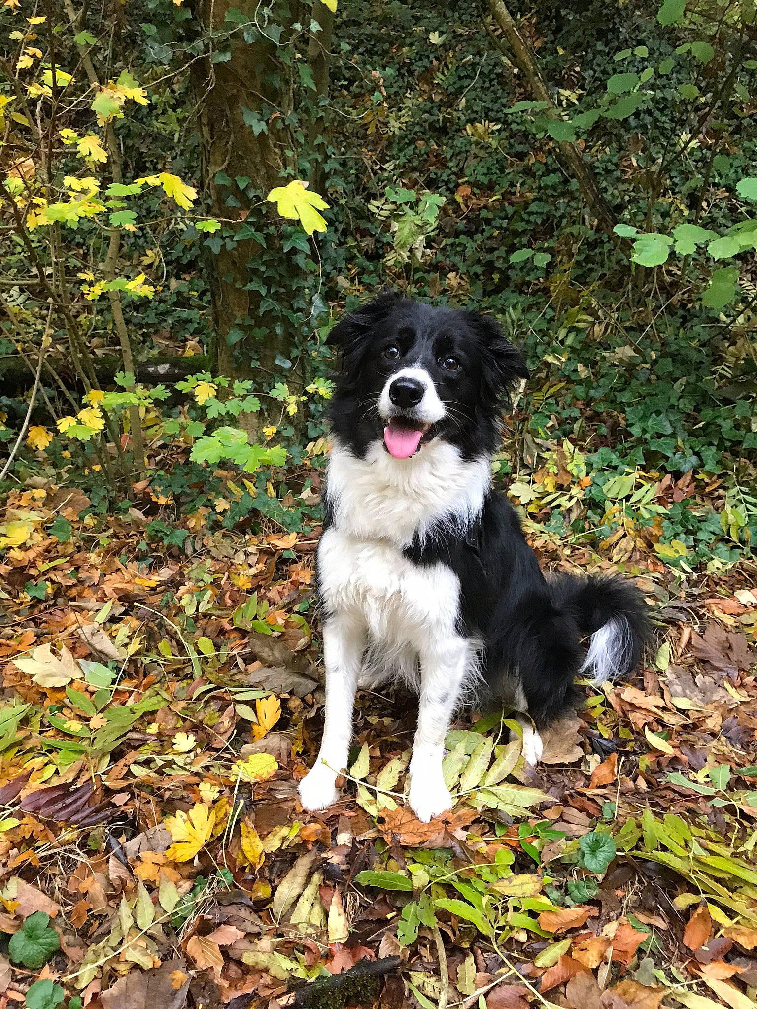 Maïka a rejoint le concours — aidez-le/la à gagner de superbes lots ! border_collie, bucovina_shepherd_dog, canidae, carnivore, dog, dog_breed, drentse_patrijshond, english_shepherd, herding_dog, karakachan_dog, landseer, mammal, rare_breed_dog, sporting_group, stabyhoun, vertebrate, wetterhoun, working_dog