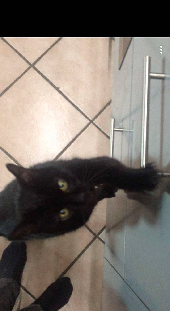 Mistigris a rejoint le concours — aidez-le/la à gagner de superbes lots ! black_cat, bombay, carnivore, cat, claw, domestic_short_haired_cat, felidae, flooring, fur, shadow, small_to_medium_sized_cats, tail, terrestrial_animal, whiskers