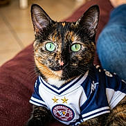 Mimine participe au concours pour gagner de l'argent avec cette photo : cat, tortoiseshell_cat, green_eyes, sports_jersey, couch, indoor, pet, feline, relaxed, maroon_couch, clothing, portrait, animal, domestic_cat, close_up, looking_at_camera, person_in_background, jeans, casual, home