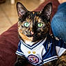 cat, tortoiseshell_cat, green_eyes, sports_jersey, couch, indoor, pet, feline, relaxed, maroon_couch, clothing, portrait, animal, domestic_cat, close_up, looking_at_camera, person_in_background, jeans, casual, home