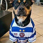 Otis participe au concours pour gagner de l'argent avec cette photo : dog, pet, indoor, floor, tile_floor, sports_jersey, blue_and_white, ears, collar, bicycle, furniture, household_items, looking_at_camera, sitting, black_and_tan, portrait, animal, canine, domestic_dog, room