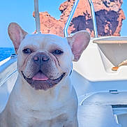 Merlin participe au concours pour gagner de l'argent avec cette photo : dog, french_bulldog, bulldog, pet, smiling, tongue_out, boat, sea, ocean, rock, coast, outdoors, sunlit, ears, portrait, closeup, white_fur, marine, happy, travel