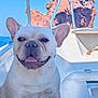 dog, french_bulldog, bulldog, pet, smiling, tongue_out, boat, sea, ocean, rock, coast, outdoors, sunlit, ears, portrait, closeup, white_fur, marine, happy, travel