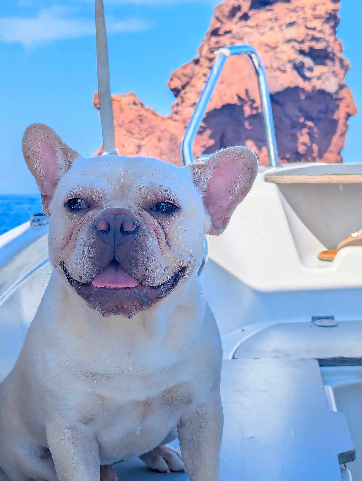 Merlin participe au concours pour gagner de l'argent avec cette photo : dog, french_bulldog, bulldog, pet, smiling, tongue_out, boat, sea, ocean, rock, coast, outdoors, sunlit, ears, portrait, closeup, white_fur, marine, happy, travel