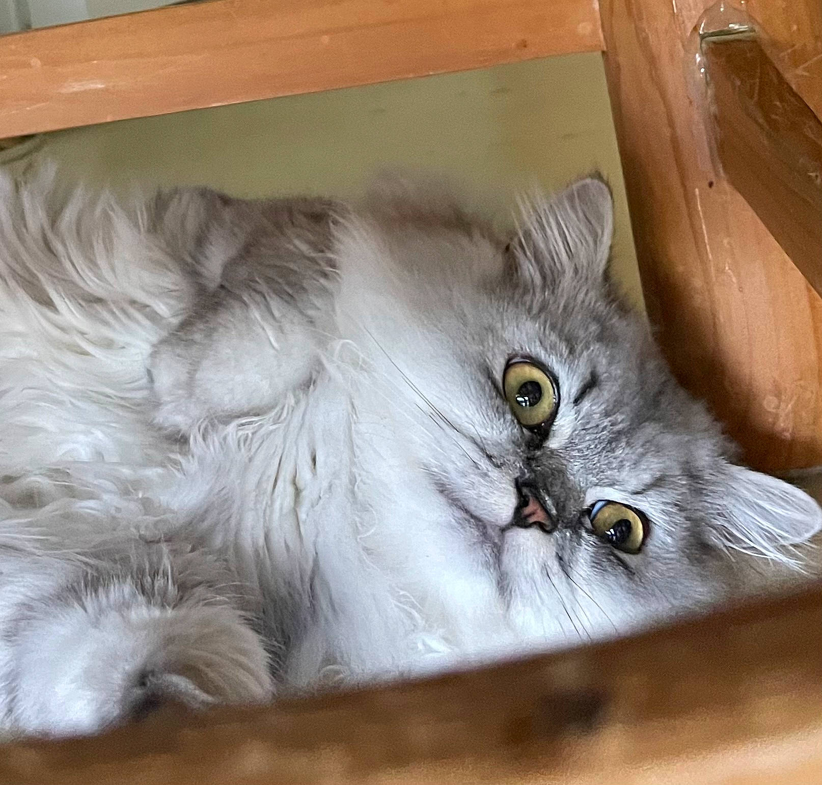 Molly a rejoint le concours — aidez-le/la à gagner de superbes lots ! animal_shelter, box, british_longhair, carnivore, cat, domestic_short_haired_cat, felidae, fur, grey, iris, paw, persian, small_to_medium_sized_cats, snout, terrestrial_animal, whiskers