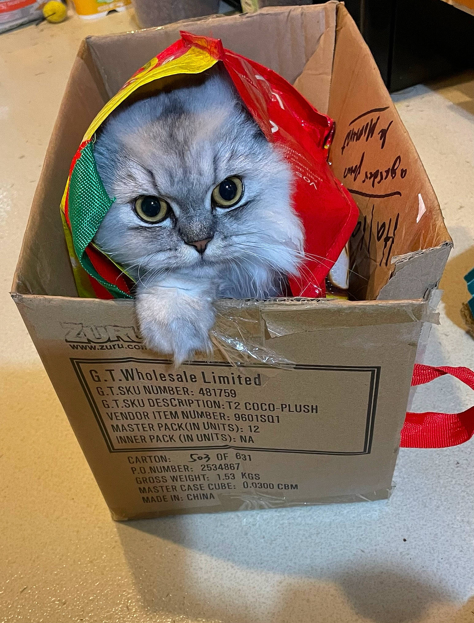 Molly a rejoint le concours — aidez-le/la à gagner de superbes lots ! box, cardboard, carmine, carnivore, carton, cat, domestic_short_haired_cat, felidae, font, packaging_and_labeling, packing_materials, paper, paper_bag, paper_product, pet_supply, photo_caption, publication, shipping_box, small_to_medium_sized_cats, whiskers