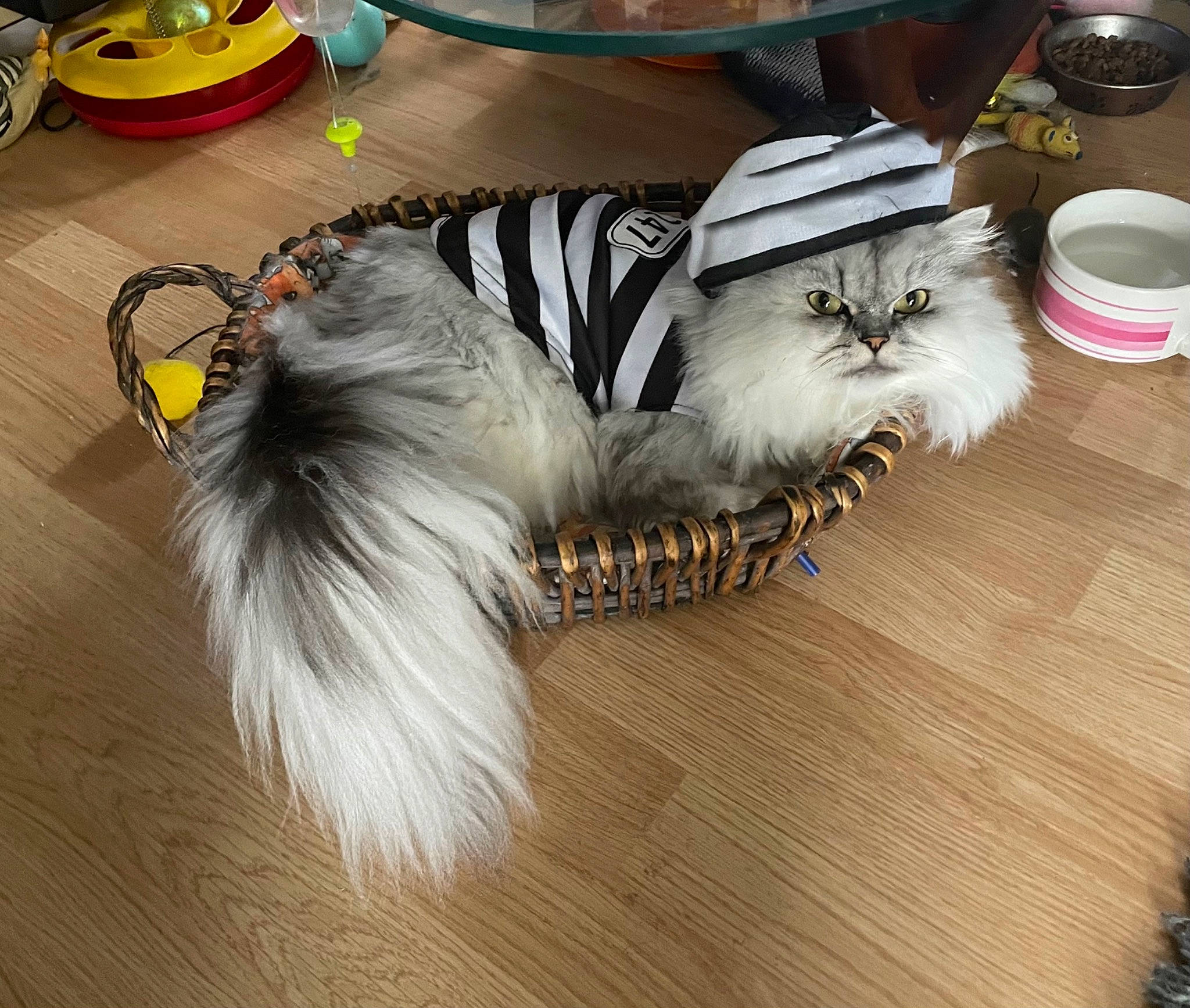 Molly participe au concours pour gagner de l'argent avec cette photo : bow_tie, canidae, companion_dog, cup, dishware, dog_breed, drinkware, fashion_accessory, feather, felidae, flooring, fur, hardwood, jewellery, serveware, small_to_medium_sized_cats, tableware, tail, whiskers, wood