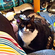 Stormy is registered to the contest to win money with this photo: cat, black_and_white_cat, tabby_cat, indoor, carpet, table, blanket, toys, bottle, colorful, furniture, pet, collar, relaxed, animal, floor, household_items, cozy, domestic, curious