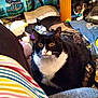 cat, black_and_white_cat, tabby_cat, indoor, carpet, table, blanket, toys, bottle, colorful, furniture, pet, collar, relaxed, animal, floor, household_items, cozy, domestic, curious