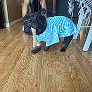 Nova is registered to the contest to win money with this photo: animal, black_dog, blanket, blue_shirt, bone, canine, cute, dog, domestic_animal, furniture, home, indoor, living_room, person_legs, pet, pet_clothing, playful, standing_dog, table, wooden_floor