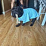 animal, black_dog, blanket, blue_shirt, bone, canine, cute, dog, domestic_animal, furniture, home, indoor, living_room, person_legs, pet, pet_clothing, playful, standing_dog, table, wooden_floor