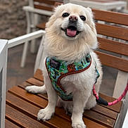 Pompeii is registered to the contest to win money with this photo: dog, small_dog, fluffy, white_fur, sitting, wooden_bench, harness, leash, tongue_out, happy, pet, outdoor, portrait, paws, nose, eyes, smile, shallow_depth_of_field, bench_seating, candid