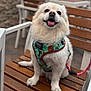 dog, small_dog, fluffy, white_fur, sitting, wooden_bench, harness, leash, tongue_out, happy, pet, outdoor, portrait, paws, nose, eyes, smile, shallow_depth_of_field, bench_seating, candid