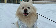 Pompeii joined the competition — help win amazing prizes! dog, pomeranian, small_dog, snow, orange_boots, dog_boots, leash, fur, happy, smiling, winter, cold, paw, jacket, urban, building, sign, outdoor, portrait, snowy_ground