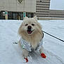 dog, pomeranian, small_dog, snow, orange_boots, dog_boots, leash, fur, happy, smiling, winter, cold, paw, jacket, urban, building, sign, outdoor, portrait, snowy_ground