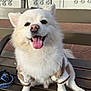 dog, white_dog, fluffy, smiling, tongue_out, bench, sweater, leash, pet, portrait, outdoor, fur, paws, nose, eyes, happy, sitting, wooden_bench, close_up, companion