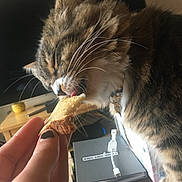 Coraline is registered to the contest to win money with this photo: animal, bread, cat, closeup, collar, cozy, curious, cute, domestic, food, furniture, hand, indoor, nail_polish, pet, remote_control, tabby, table, tongue, whiskers
