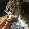 animal, bread, cat, closeup, collar, cozy, curious, cute, domestic, food, furniture, hand, indoor, nail_polish, pet, remote_control, tabby, table, tongue, whiskers