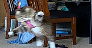Coraline joined the competition — help win amazing prizes! action, animal, blur, blurry, carpet, cat, chair, clothing, domestic, feline, furniture, household, indoor, jumping, living_room, mid_air, pet, playful, toy, white_paws