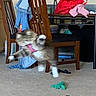 action, animal, blur, blurry, carpet, cat, chair, clothing, domestic, feline, furniture, household, indoor, jumping, living_room, mid_air, pet, playful, toy, white_paws
