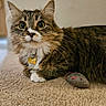Coraline is registered to the contest to win money with this photo: animal, brown, carpet, cat, closeup, collar, curious, cute, domestic_animal, fluffy, fur, indoor, laying_down, name_tag, pet, playful, tabby, toy_mouse, whiskers, white