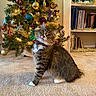 Coraline is registered to the contest to win money with this photo: books, bookshelf, carpet, cat, christmas_tree, collar, curious, cute, decorations, feline, festive, holiday, holiday_decor, indoor, lighting, ornaments, pet, tabby_cat, tinsel, whiskers