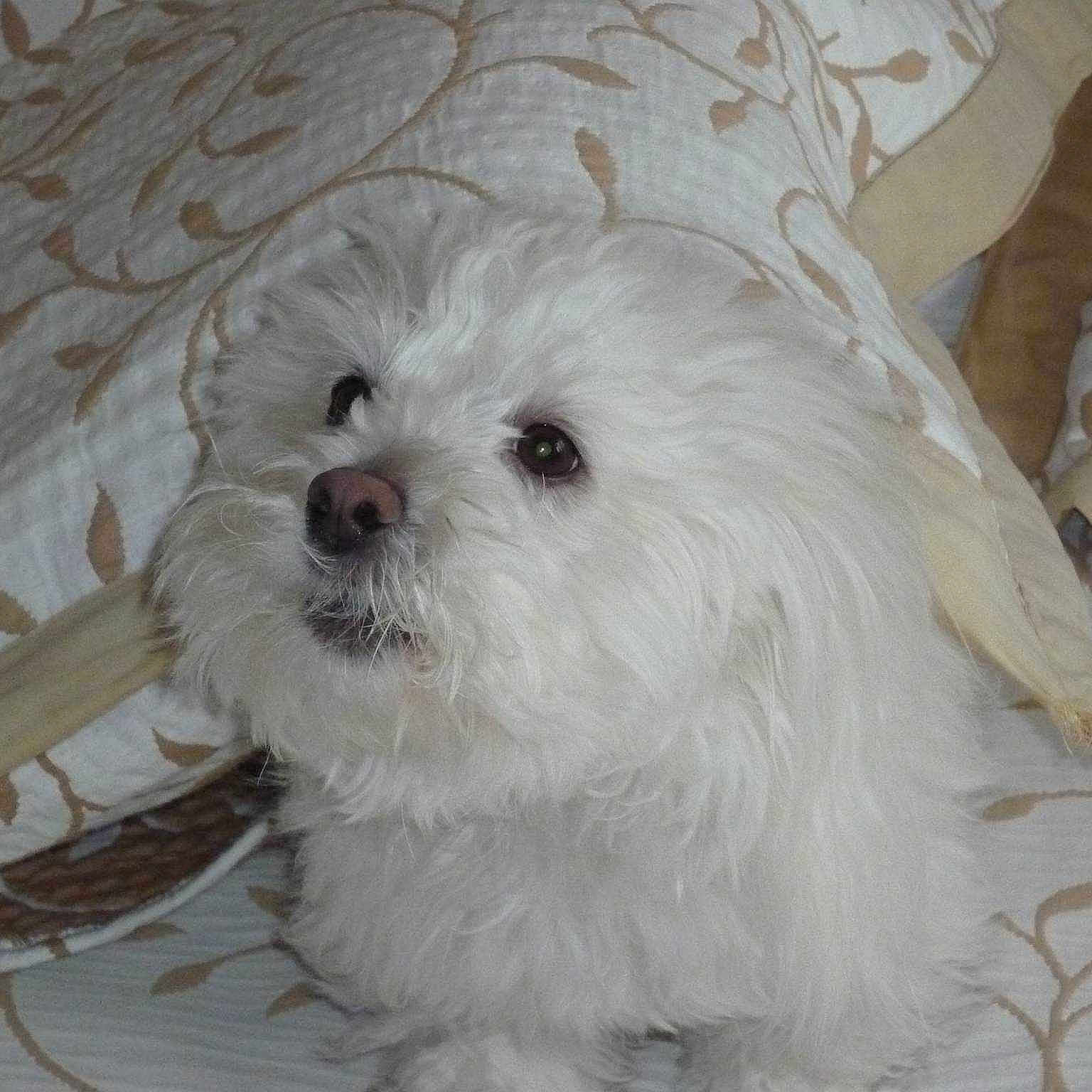Flokie