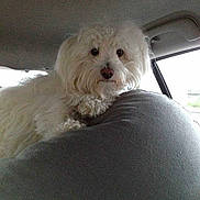 Flokie participe au concours pour gagner de l'argent avec cette photo :