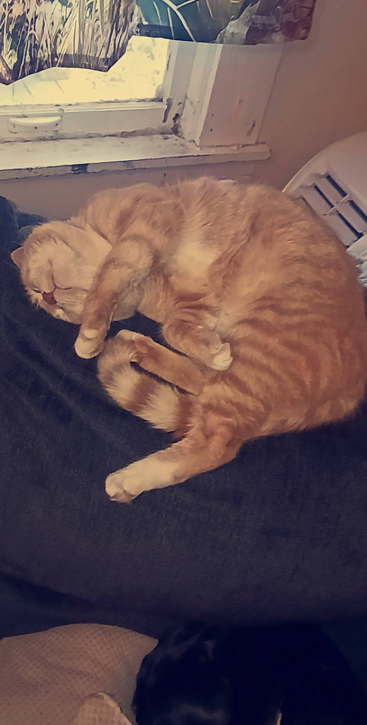 Chubbs is registered to the contest to win money with this photo: bed, carnivore, cat, claw, cloud, comfort, domestic_short_haired_cat, ear, eye, fawn, felidae, fur, gesture, human_leg, paw, small_to_medium_sized_cats, snout, tail, whiskers, wood