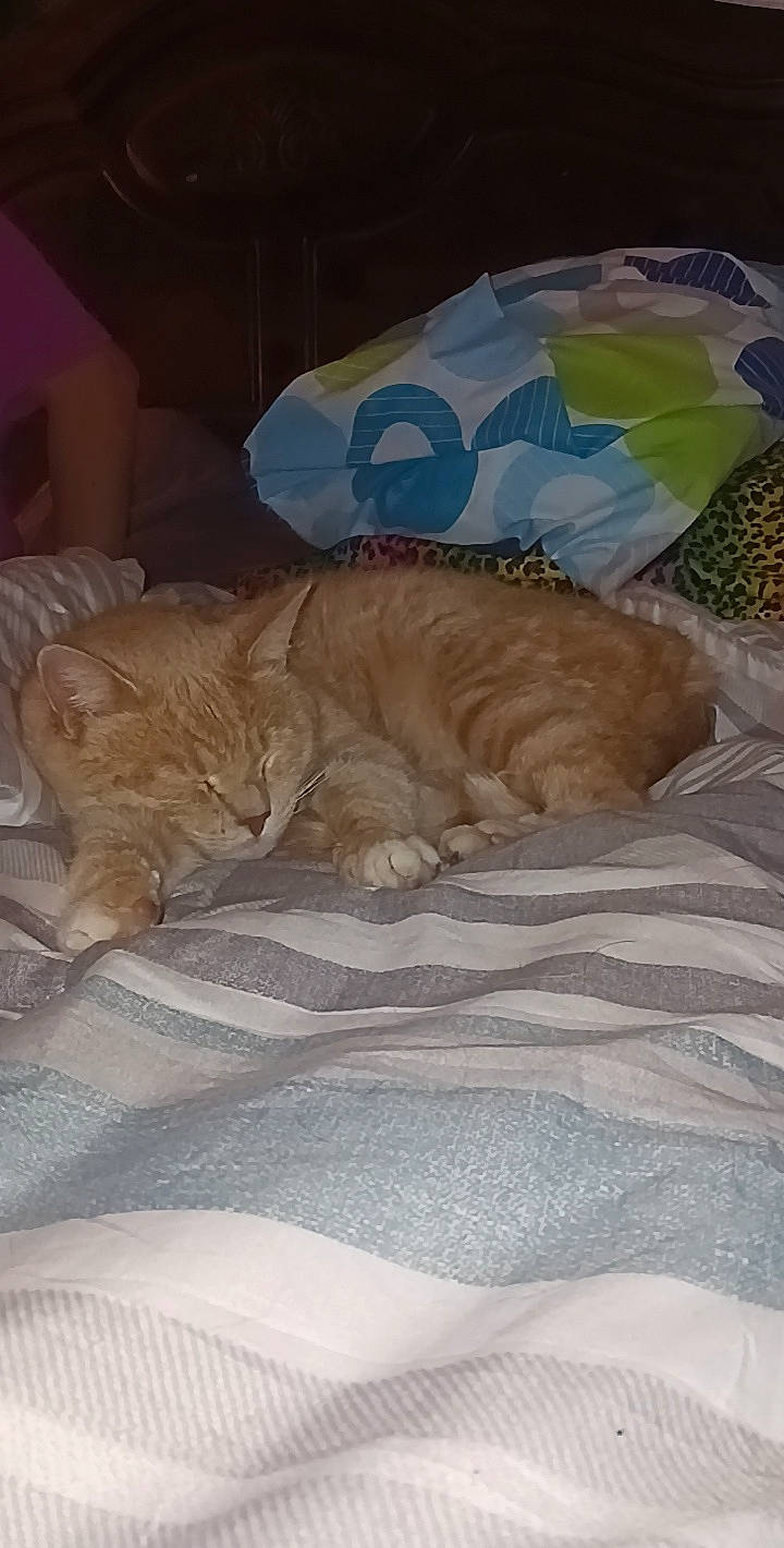 Chubbs is registered to the contest to win money with this photo: bed, bed_sheet, bedding, bedtime, carnivore, cat, comfort, domestic_short_haired_cat, duvet, fawn, felidae, fur, linens, nap, room, small_to_medium_sized_cats, tail, terrestrial_animal, whiskers, wood