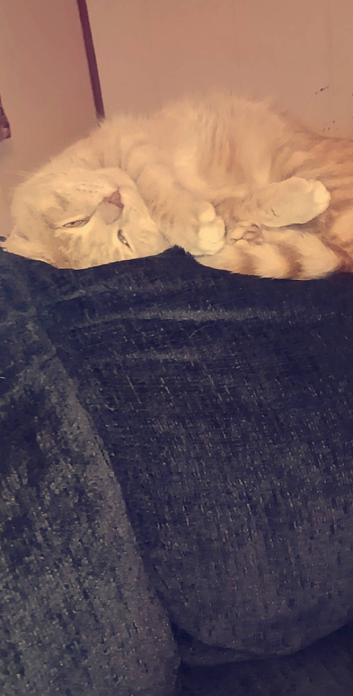 Chubbs joined the competition — help win amazing prizes! asphalt, bedding, blanket, carnivore, cat, comfort, felidae, flooring, fur, grey, linens, pattern, petal, shadow, small_to_medium_sized_cats, tail, tints_and_shades, whiskers, wood, wool