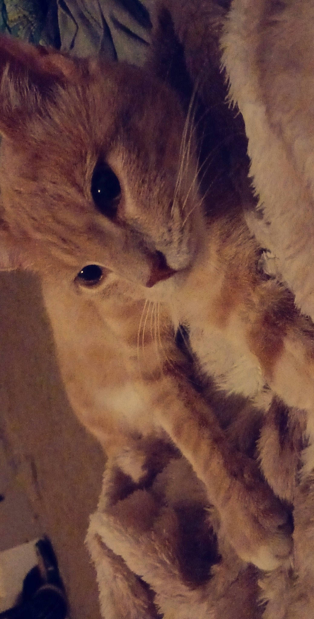 Chubbs is registered to the contest to win money with this photo: canidae, carnivore, cat, cloud, cumulus, domestic_short_haired_cat, eye, fawn, felidae, fur, landscape, meteorological_phenomenon, paw, sky, small_to_medium_sized_cats, snout, tail, terrestrial_animal, whiskers, wood